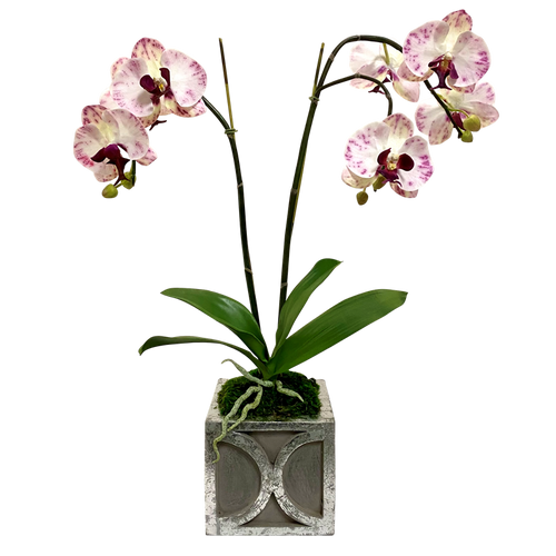 Wooden Mini Square Container w/ Circle Dark  Grey w/ Silver - Double Artificial Orchid White & Purple