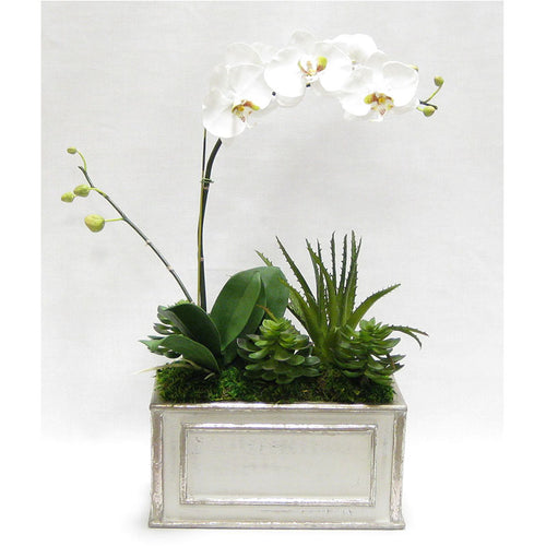 Wooden Rect Grey Silver Container - White & Green Orchid w/Succulents