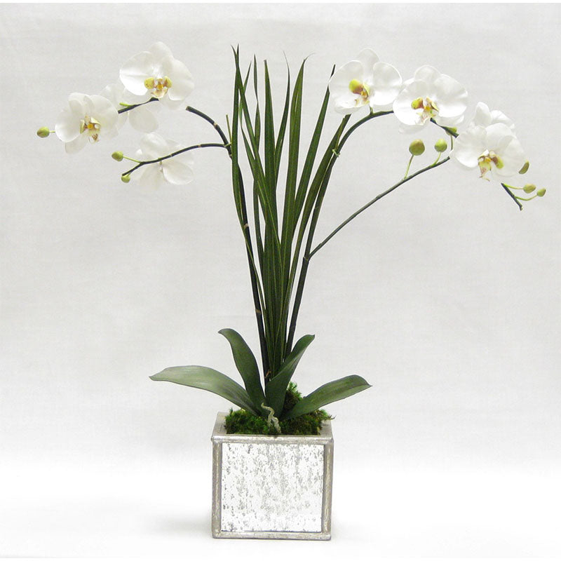 Wooden Square Mirrored Container Silver Antique - White & Green Double Orchid Artificial with Natural Palm
