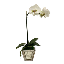 Load image into Gallery viewer, Wooden Small Container Silver w/ Antique Mirror - White &amp; Green Orchid Artificial